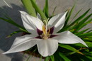 Acidanthera murielae